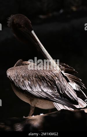 Non esclusiva: Una specie pellicana bruna vista nel suo habitat durante un programma di conservazione delle specie, lo zoo ha 1803 animali in cattività a Chapultepe Foto Stock