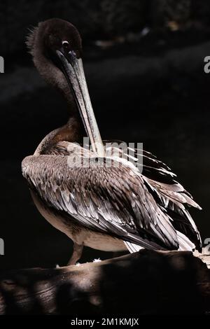 Non esclusiva: Una specie pellicana bruna vista nel suo habitat durante un programma di conservazione delle specie, lo zoo ha 1803 animali in cattività a Chapultepe Foto Stock