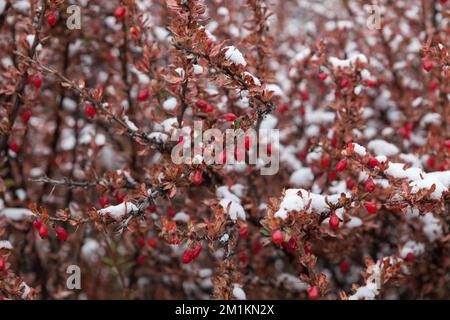 Primo piano di una bacche di baracca rossa matura di Himalaya su un arbusto. Arbusto di barberry coperto di neve. Rami di barberry con foglie rosse e bacche e affilati Foto Stock