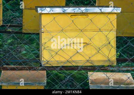 Alveari di api nella foresta a Gatango Forest, Kenya Foto Stock