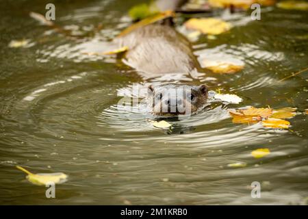 IMMAGINI FESTIVE di una lontra che tiene un grande pesce avvolto in canna che assomiglia a tinsel di Natale è stato al canale d'acqua Stroud Foto Stock