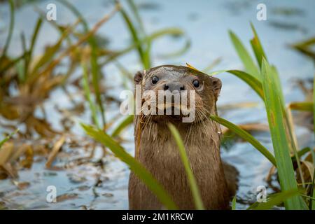 IMMAGINI FESTIVE di una lontra che tiene un grande pesce avvolto in canna che assomiglia a tinsel di Natale è stato al canale d'acqua Stroud Foto Stock