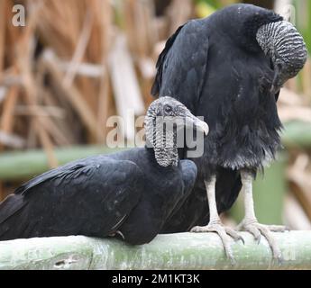 Un paio di avvoltoi neri (Coragyps atratus) posano su una recinzione. Pantanos de Villa Wildlife Refuge, Chorrillos, Lima, Perù Foto Stock