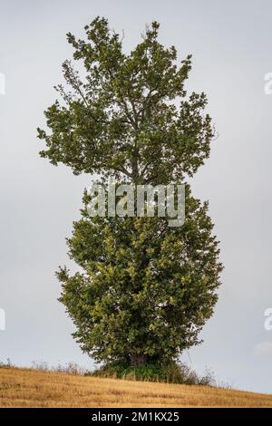 Quercia isolata nel mezzo del raccolto contro il cielo bianco Foto Stock
