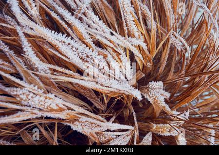 Gelo su foglie di erba ornamentale Hakonechloa macra 'Aureola'. Foto Stock