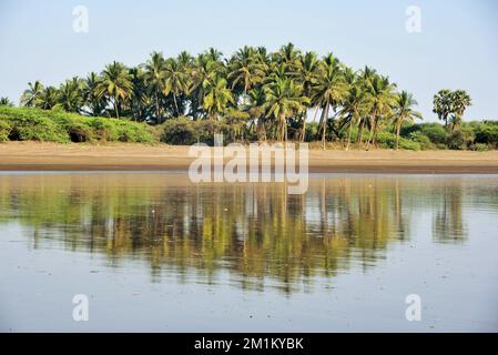 Alberi di palma sulla spiaggia, Bhagal spiaggia, Valsad, Gujarat, India, Asia Foto Stock