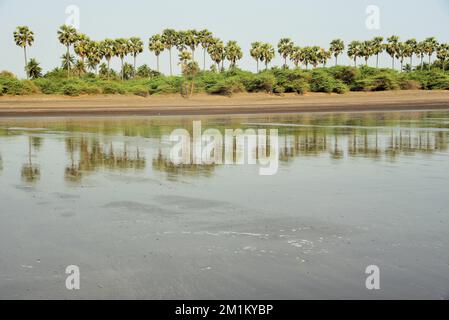 Alberi di palma sulla spiaggia, Bhagal spiaggia, Valsad, Gujarat, India, Asia Foto Stock