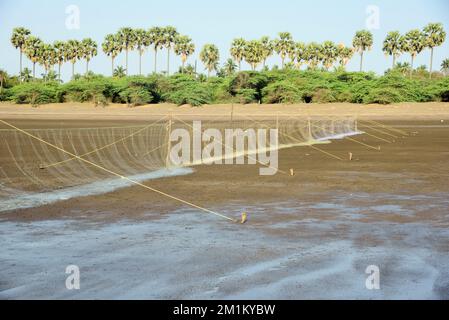 Alberi di palma sulla spiaggia, Bhagal spiaggia, Valsad, Gujarat, India, Asia Foto Stock