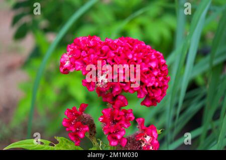 Cockscomb rosso (Celosia argentea var. cristata) Foto Stock