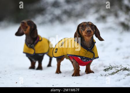 Wimbledon Common, Londra, Regno Unito. 13th dicembre 2022. Un paio di Dachshunds godendo le condizioni nevose su Wimbledon Common: Credit: Ashley Western/Alamy Live News Foto Stock