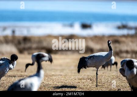 (221213) -- ZHAOTONG, 13 dicembre 2022 (Xinhua) -- le gru a collo nero sono raffigurate presso la riserva naturale nazionale di Yunnan Dashanbao per le gru a collo nero a Zhootong, nella provincia di Yunnan del sud-ovest della Cina, il 11 dicembre 2022. La riserva naturale nazionale Yunnan Dashanbao per le gru a collo nero, situata nel distretto di Zhaoyang della città di Zhootong, è l'habitat di svernamento più significativo e la stazione di trasferimento per le gru migratorie a collo nero sull'altopiano di Yunnan-Guizhou. Chen Guanghui, 38 anni, è stato dedicato al lavoro di protezione delle gru a collo nero della riserva dal 2003. Ha fatto un fischio speciale t Foto Stock