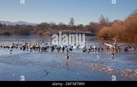 Edimburgo, Scozia, Regno Unito. 13th dicembre 2022. I residenti si sono svegliati al congelamento meno 7 gradi centigradi nella capitale scozzese, brina pesante ieri e oggi facendo per condizioni molto ghiacciate. Nella foto: Uccelli acquatici sul lago Duddingston congelato. Credit: ArchWhite/alamy live news Foto Stock
