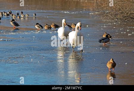 Edimburgo, Scozia, Regno Unito. 13th dicembre 2022. I residenti si sono svegliati al congelamento meno 7 gradi centigradi nella capitale scozzese, brina pesante ieri e oggi facendo per condizioni molto ghiacciate. Nella foto: Uccelli acquatici sul lago Duddingston congelato. Credit: ArchWhite/alamy live news Foto Stock