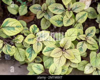 Foglie variegate di cappotto Josephs, Amaranthus tricolore Foto Stock