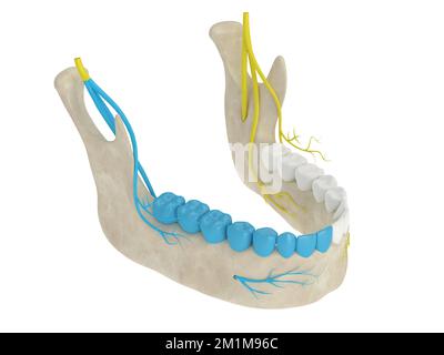 3d rappresentazione dell'arco mandibolare con blocco nervoso delle gole. Tipi di anestesia dentale concetto. Foto Stock