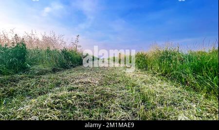 Terreni coltivati in pianura padana Foto Stock