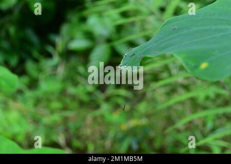 Un auricolare elefante con le gocce d'acqua e anche pochi pilastri che strisciare sulla superficie e giù da esso Foto Stock