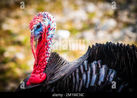 un uccello colorato in piedi nell'erba Foto Stock