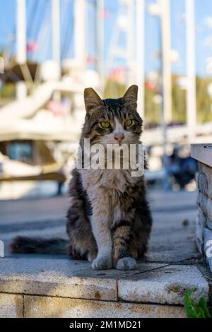 Un gatto di strada triste, sporco e affamato in un porto marittimo sta aspettando di essere nutrito. Concetto degli animali domestici senza casa. Foto di alta qualità Foto Stock