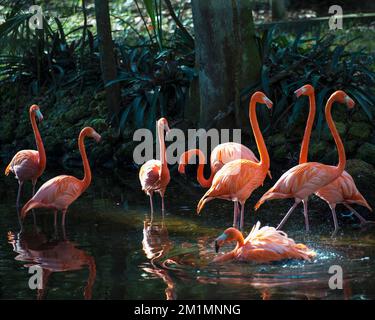 Flamingo uccelli in acqua che mostra colore rosa piume piumaggio lungo collo con uno sfondo di foresta sfocata nel loro ambiente e habitat. Foto Stock