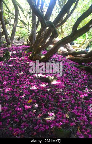 Fallen Deep Pink Rhododendron Flower petali che si trovano sul pavimento sulla passeggiata Woodland presso i Lost Gardens di Heligan, St.Austell, Cornovaglia, Inghilterra, Regno Unito. Foto Stock