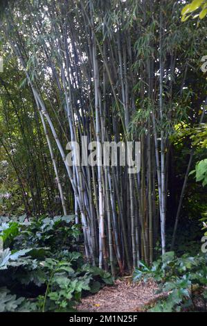 Tall Woody Clump of Bamboo (Bambusoideae) 'Bambusa' Grass gigante che cresce nei boschi presso i Lost Gardens di Heligan, St.Austell, Cornovaglia, Inghilterra, UK. Foto Stock