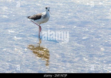 Stit in piedi su una gamba in Etosha Foto Stock