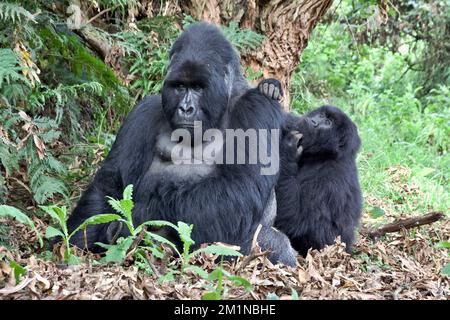 Un bambino gorilla di montagna che grooming una montagna argentata al Mgahinga National Park, Uganda Foto Stock
