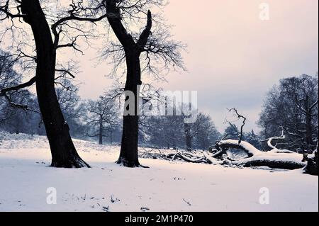 Querce e campo di erba coperto di neve, inverno a Richmond Park Surrey Inghilterra Regno Unito. Foto Stock