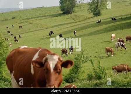 allevamento animale naturale su un pascolo Foto Stock