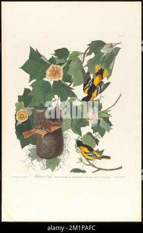Baltimora oriole : Icterus baltimore, Daud. Adulto maschio, 1. Maschio di due anni, 2. Femmina, 3. Tulipfera liriodendron albero. c.1 v.1 piatto 12 , Uccelli, alberi, oriole Settentrionali, Liriodendron tulipifera. Gli uccelli d'America - da disegni originali di John James Audubon Foto Stock
