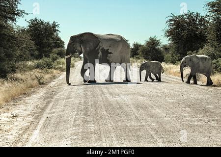 Madre African Elephant attraversando la strada con bambini dietro Foto Stock