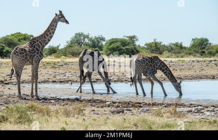 Tre giraffe in una buca d'acqua, due delle quali bevono. Foto Stock