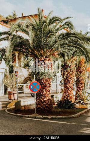 Alberi di palma in città Foto Stock