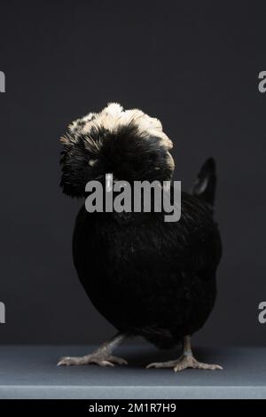 Un Pollo Nero su sfondo scuro Foto Stock