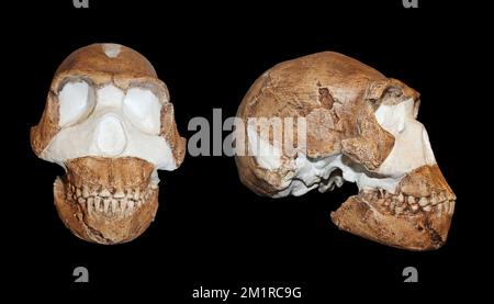 Homo naledi - confronto frontale e laterale Foto Stock