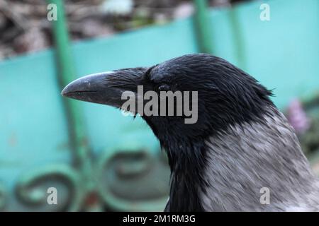 Primo piano con cappuccio. Corvus cornix Foto Stock