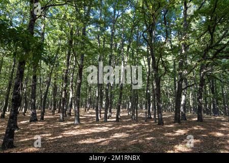 Foresta Umbra sulle colline del Parco Nazionale del Gargano, vicino al Gargano, promontorio del Gargano, Provincia di Foggia, Puglia, Italia, Europa Foto Stock