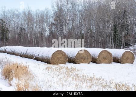 Balle di fieno coperte di neve sul bordo di un campo nell'Ontario settentrionale. Foto Stock
