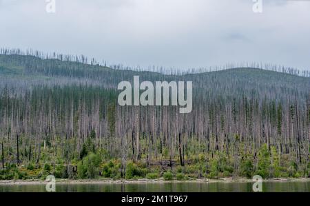 Ricrescita della foresta di conifere lungo la riva del lago McDonald del Glacier National Park dopo un incendio nella foresta. Foto Stock