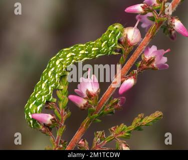 Bel giallo Underwing moth caterpillar (Anarta myrtilli) su heather. Tipperary, Irlanda Foto Stock