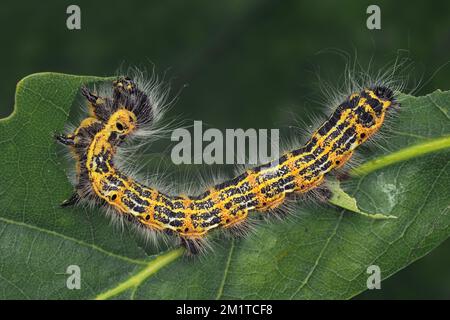 Buff-punta moth caterpillar (Phalera bucephala) alimentazione su foglie di quercia. Tipperary, Irlanda Foto Stock