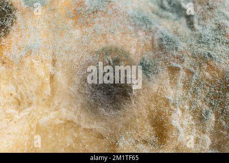 Stampo su pane, macro, vista dall'alto. Il pericolo di muffa, prodotti stantio. Foto Stock