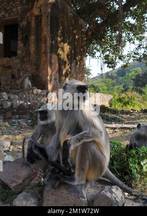 Jaipur Foto Stock