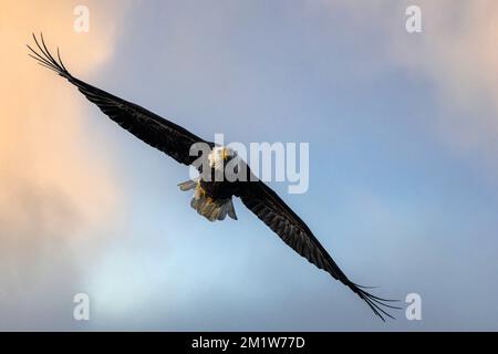 Aquila calva (Haliaeetus leucocephalus) sulla Caccia Foto Stock