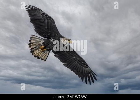 Aquila calva (Haliaeetus leucocephalus) sulla Caccia Foto Stock