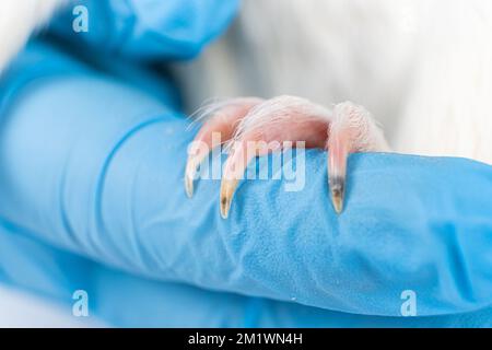 Il veterinario mostra gli artigli di un piccolo porcellino d'India. Foto Stock