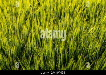 Primo piano di spikelets di maturazione di orzo su un campo agricolo. Macro di spighe verdi di orzo. Agricoltura per ottenere raccolti di grano. Foto Stock