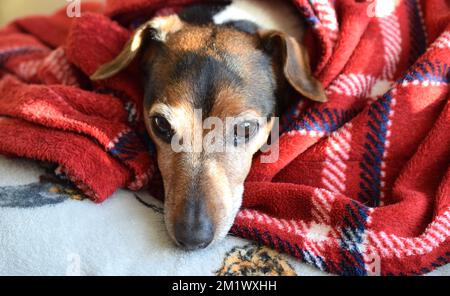 Il cane Jack Russell è coperto con coperta rossa a casa. Foto Stock