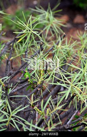 Due pilastri (di falco-falco-falco di SPUGE) camuffati su una pianta succulenta (Euphorbia balsamifera) in libertà, Gran Canaria, Isole Canarie, Spagna, Foto Stock